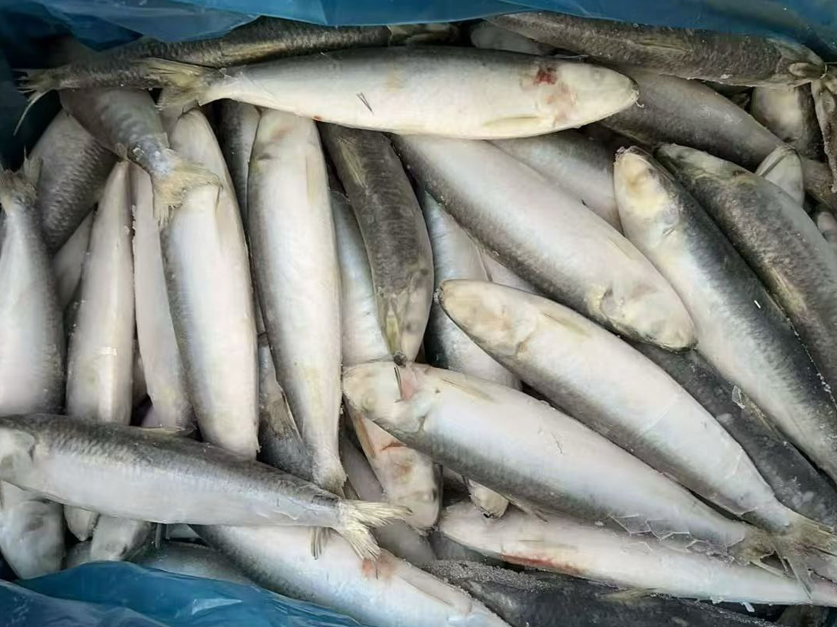 沙丁鱼