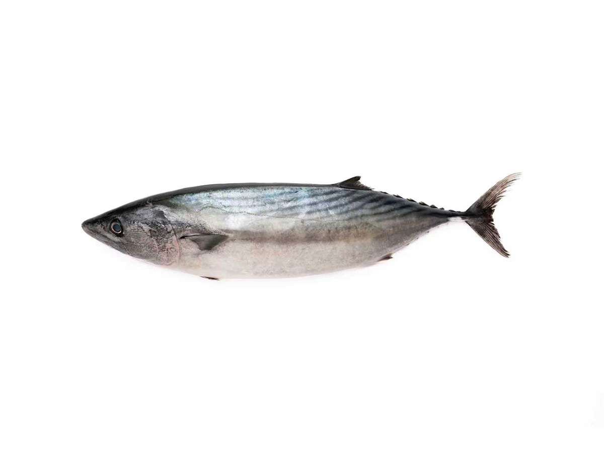 鲣鱼