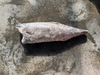 冷冻油鱼滑皮（Lepidocybium flavobrunneum）