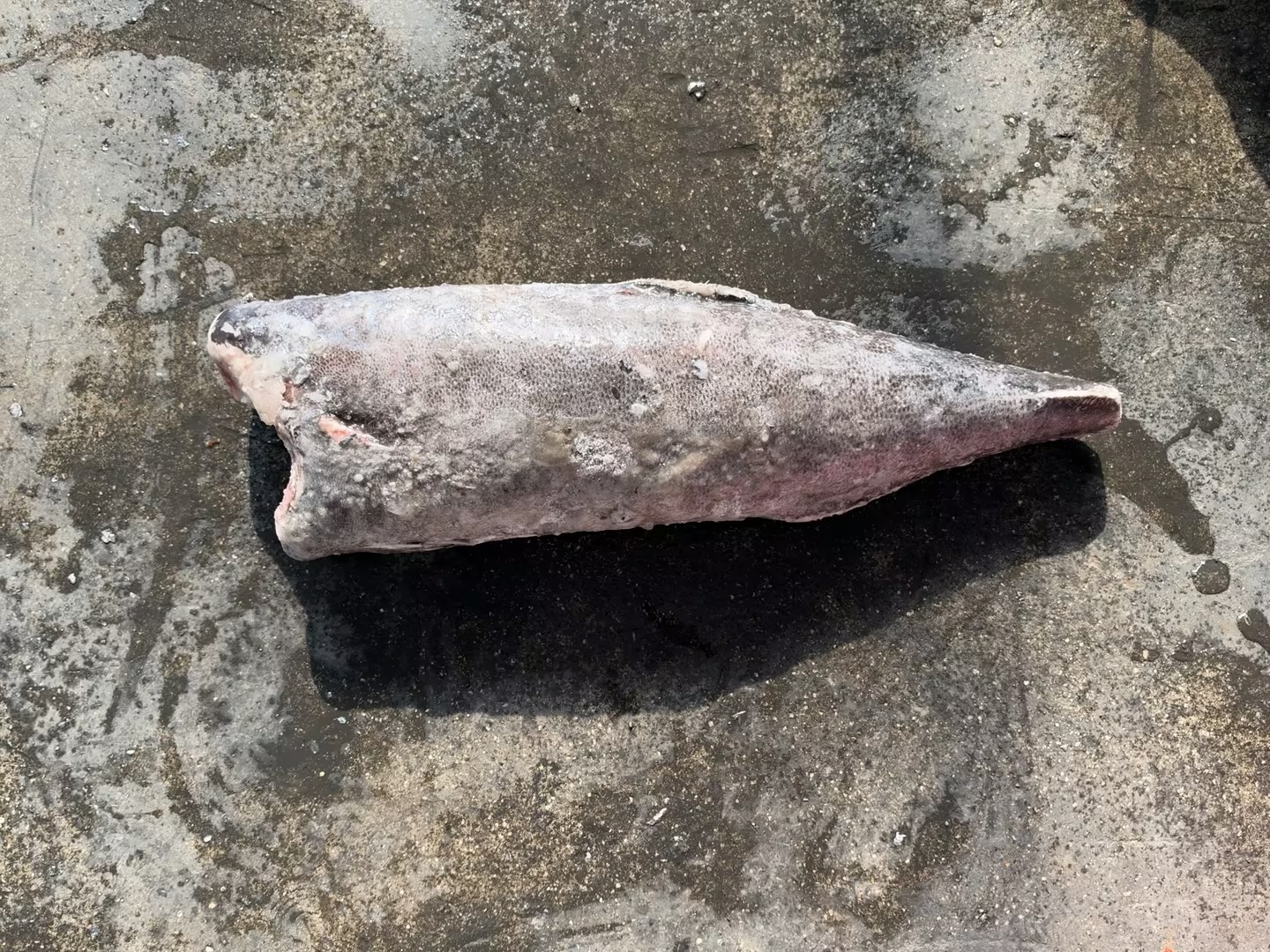 冷冻油鱼滑皮（Lepidocybium flavobrunneum）