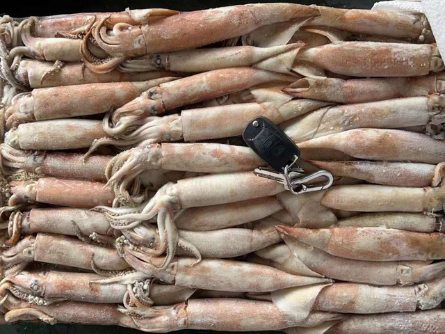 鱿鱼