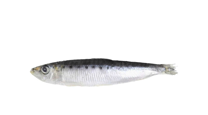 CP-5