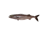 粗糙皮肤油鱼 – Ruvettus pretiosus