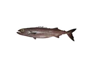 粗糙皮肤油鱼 – Ruvettus pretiosus