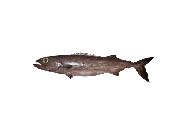 粗糙皮肤油鱼 – Ruvettus pretiosus