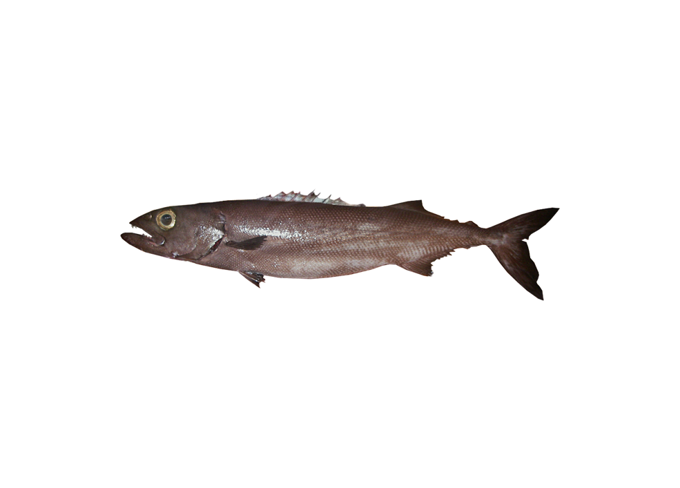 粗糙皮肤油鱼 – Ruvettus pretiosus