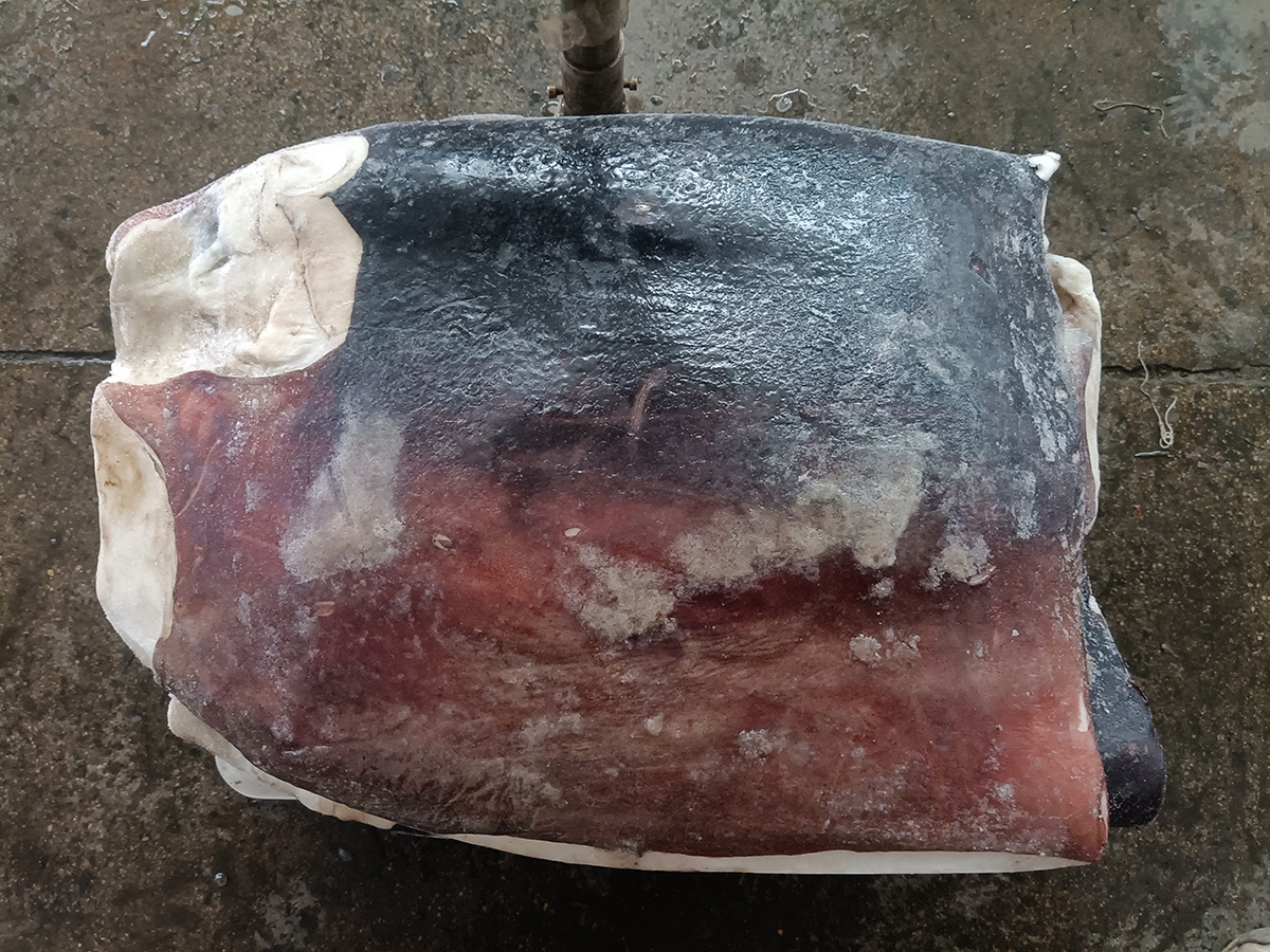 鱿鱼肉